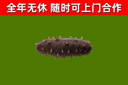 望城烟酒回收干海参.jpg
